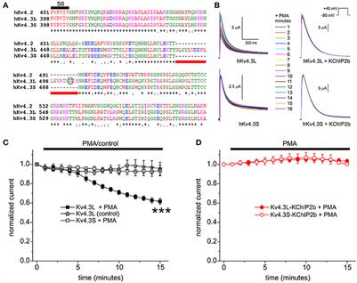 β Subunits Control the Effects of Human Kv4.3 Potassium Channel Phosphorylation